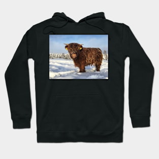 Scottish Highland Cattle Calf 1900 Hoodie